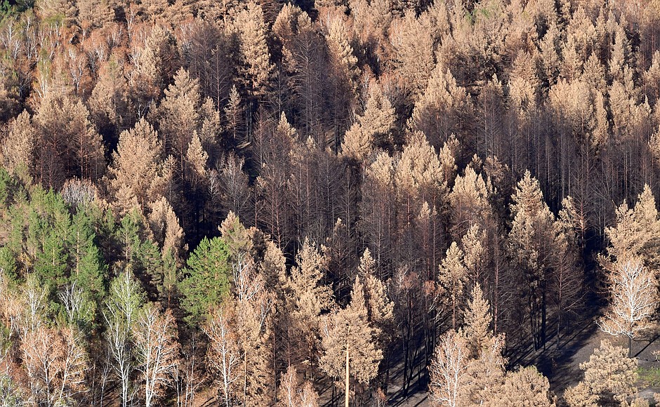 Areas of the Chelyabinsk Region damaged by wildfires.