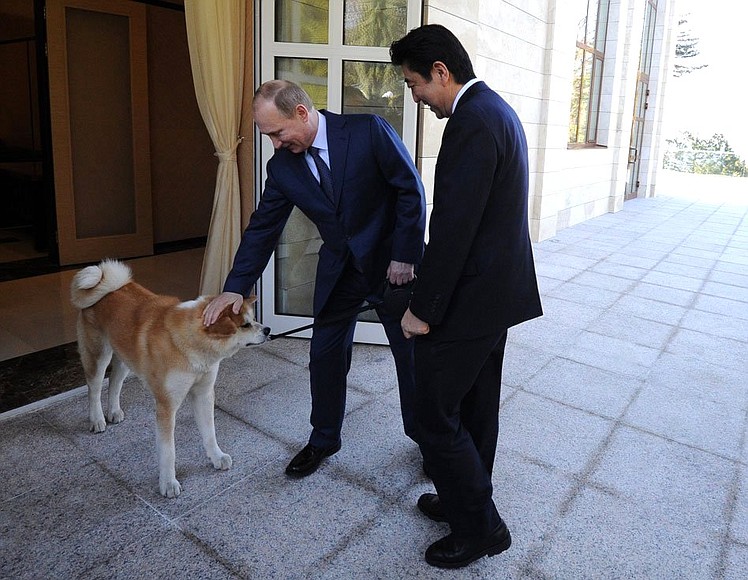 Перед началом встречи с Премьер-министром Японии Синдзо Абэ. Собаку Юмэ породы акита-ину Владимиру Путину в июле 2012 года подарили власти японской префектуры Акита.
