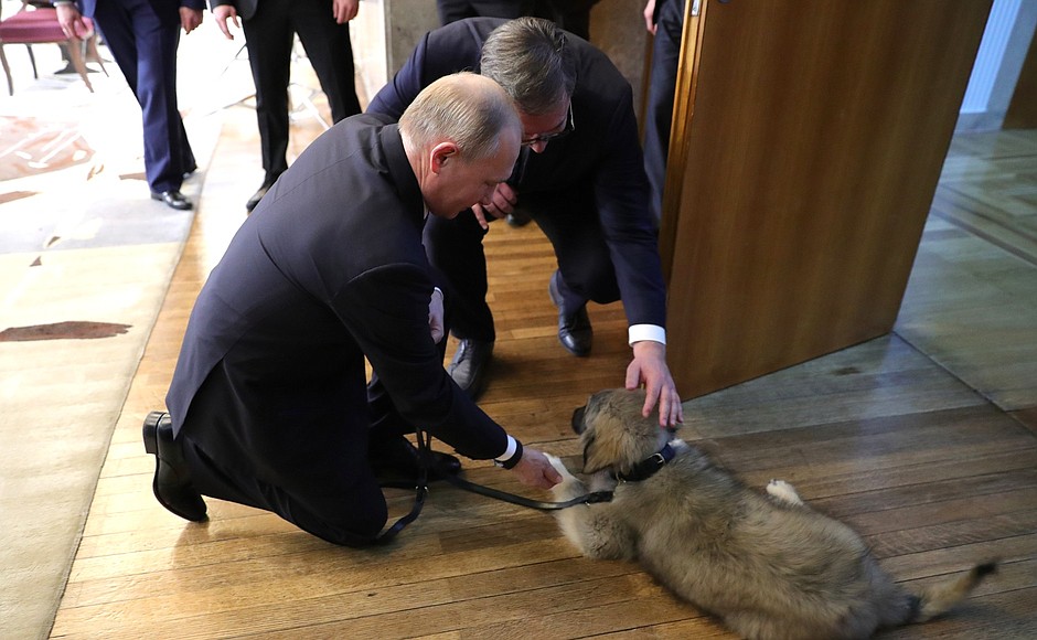 Президент Республики Сербии Александр Вучич подарил Владимиру Путину щенка шарпланинской овчарки.