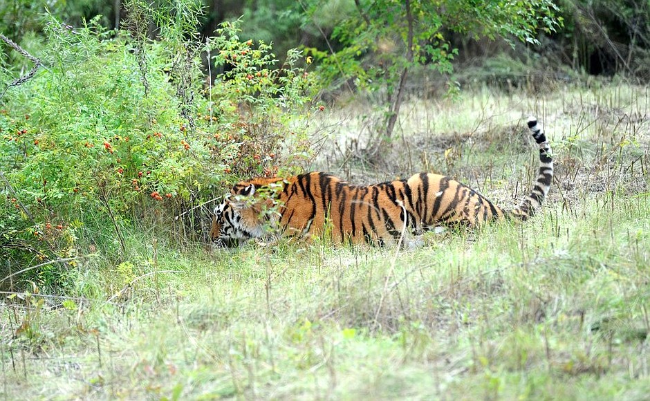 В Центре реабилитации и реинтродукции тигров и других животных.