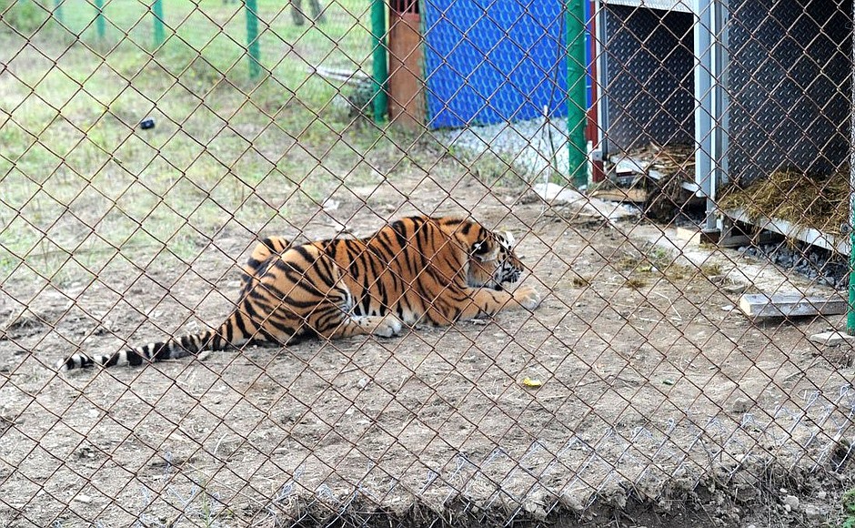 At the Rehabilitation and Reintroduction Centre for tigers and other animals.