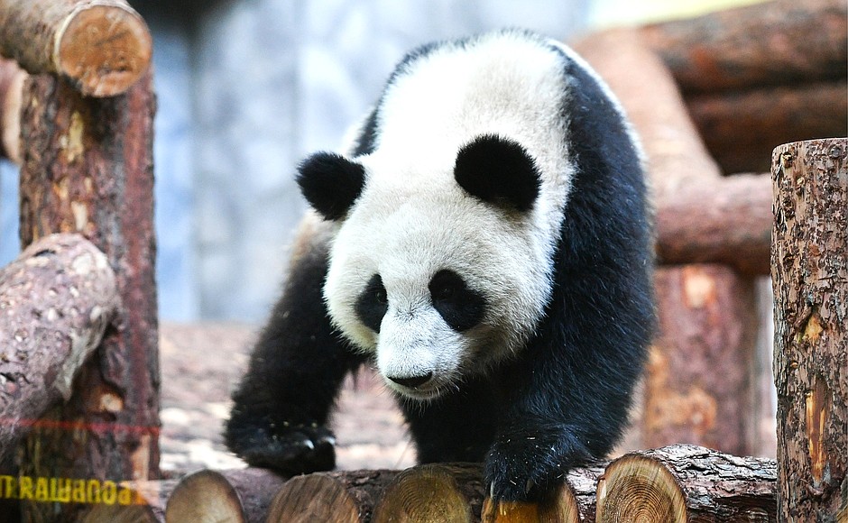A male panda named Ru Yi and a female called Ding Ding were brought to Moscow as part of an international programme to preserve, protect and research these animals.