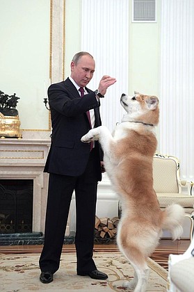 Yume, an Akita dog, was presented to Vladimir Putin in July 2012 by the Akita Prefecture.
