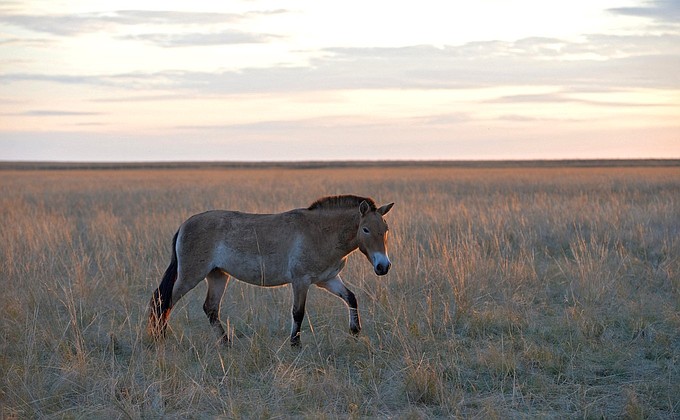Przewalski’s horse. Orenburgsky state nature reserve.