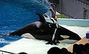 Water show featuring killer whales at the Moskvarium Oceanography and Marine Biology Centre.