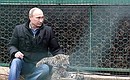 At the Persian Leopard Breeding and Rehabilitation Centre.