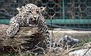 The Persian Leopard Breeding and Rehabilitation Centre.