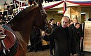 Владимир Путин передал в дар детской школе верховой езды Московского конного завода №1 арабского скакуна гнедой масти.