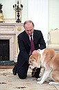 Собаку Юмэ породы акита-ину Владимиру Путину в июле 2012 года подарили власти японской префектуры Акита.